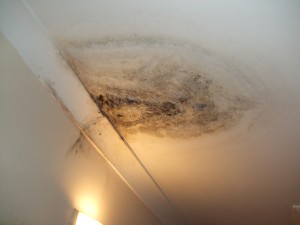 Umidità nelle pareti Bologna ?